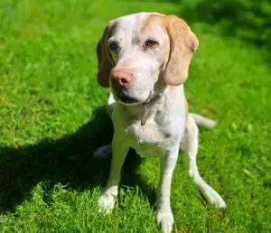Beagle Shaila