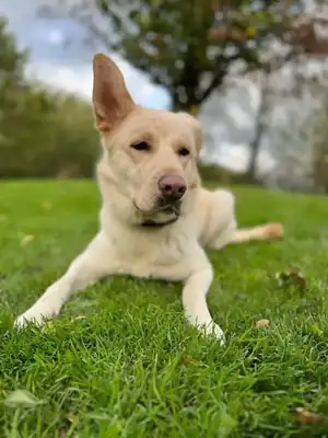 Skyla – Deutscher Schäferhund – Bild 2