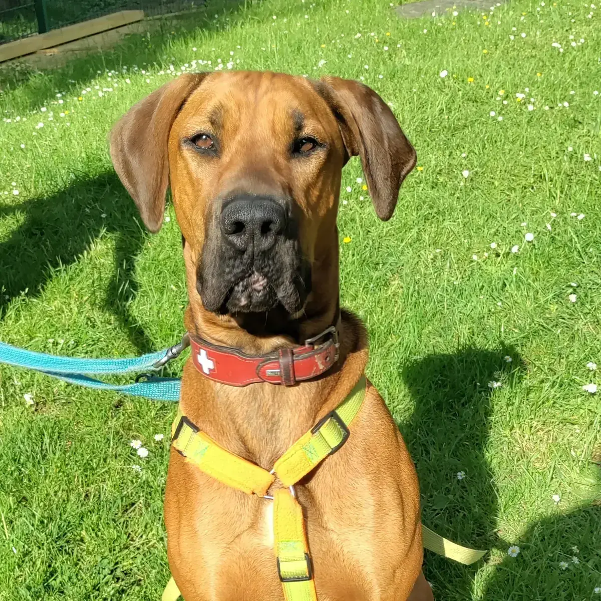 Chaya - Cane Corso Italiano - Bild 6