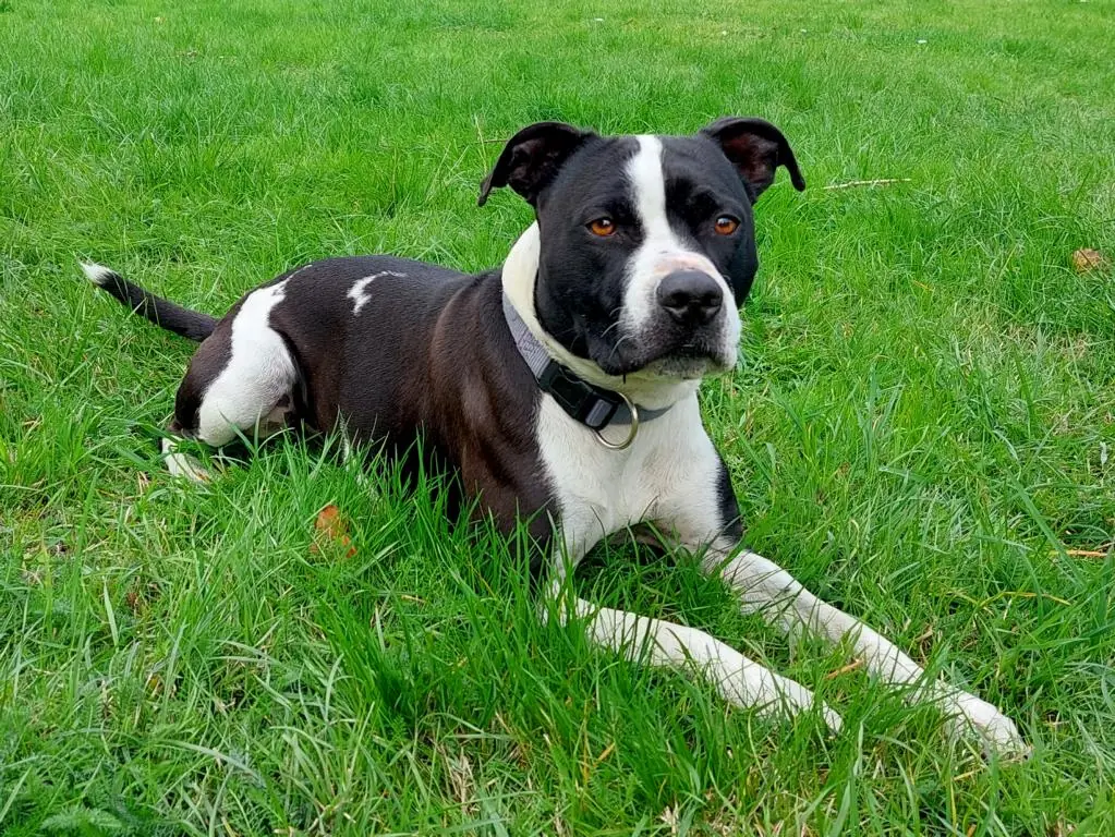 Dom - American Staffordshire Terrier - Bild 4