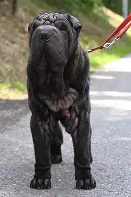 Luis – Shar-Pei – Bild 4