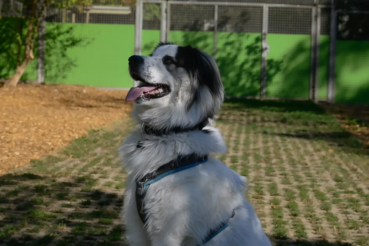 Buddy - Samojede - Bild 5