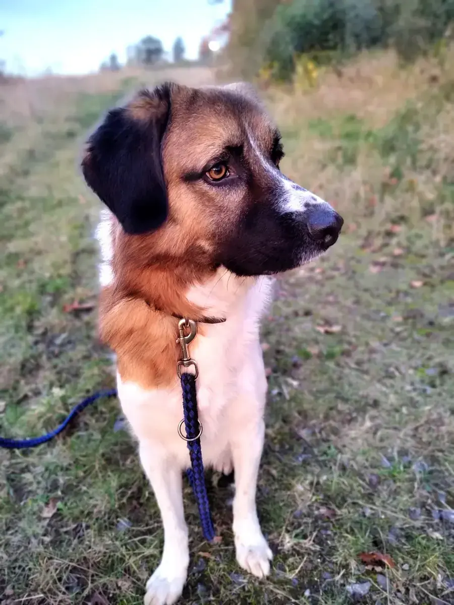 Buddy -  - Bild 4