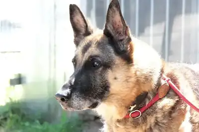 Henry – Deutscher Schäferhund – Bild 5