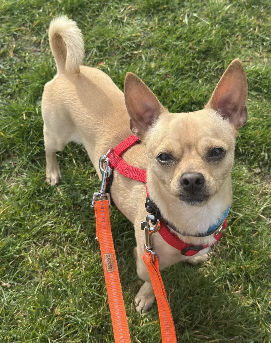Mango - Chihuahua - Bild 1