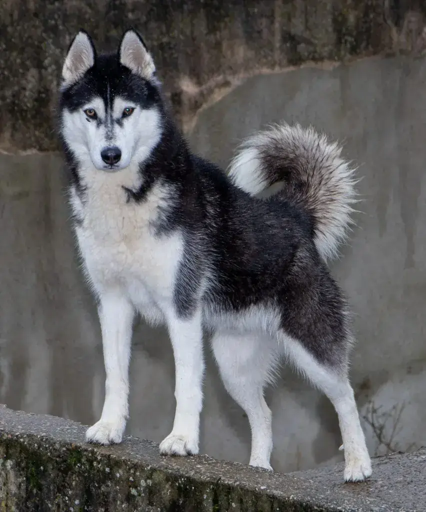 Siberian Husky Yukon