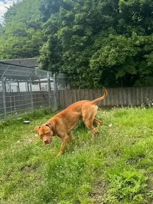 Fred – American Staffordshire Terrier – Bild 3