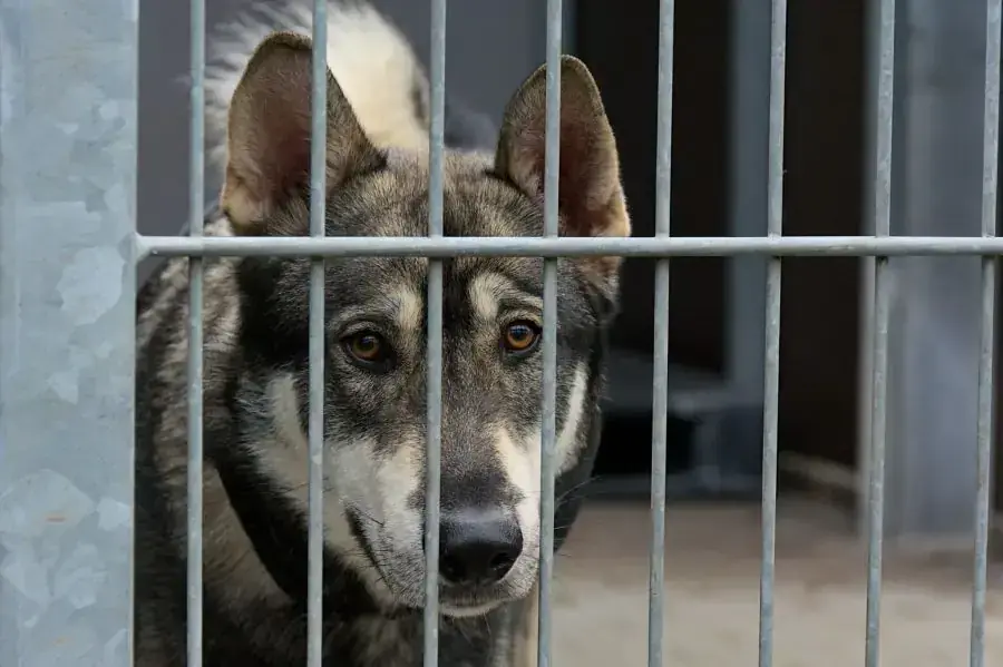 Floki - Russisch-Europäischer Laika - Bild 1