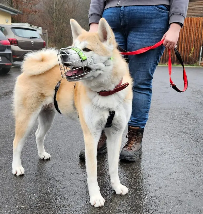 Liz - Akita - Bild 2