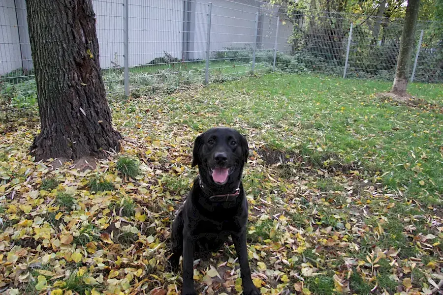 Spike - Labrador Retriever - Bild 6