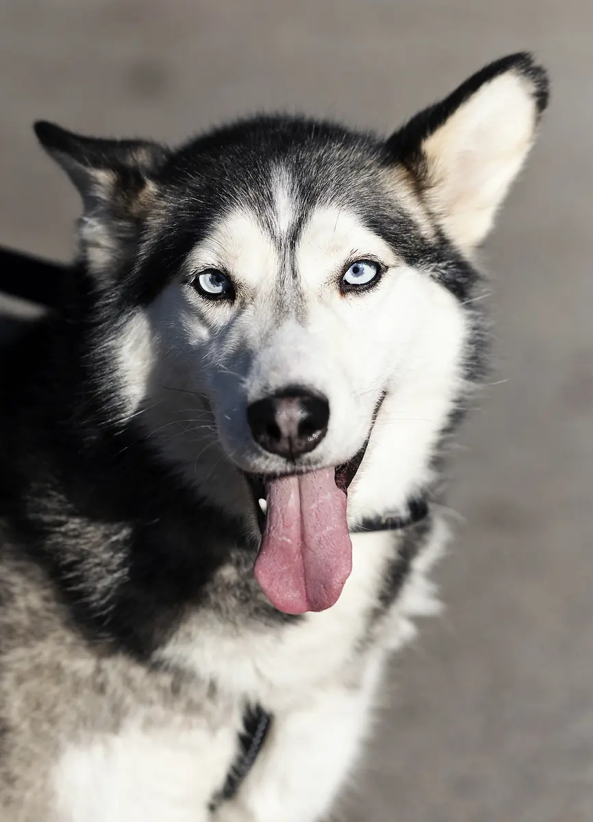 Keta - Siberian Husky - Bild 3