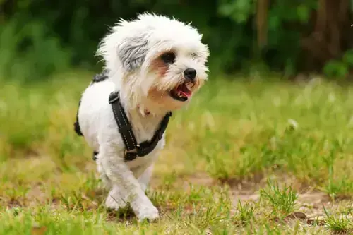 Barbie - Shih Tzu - Bild 2