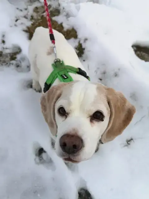 Beagle Mia
