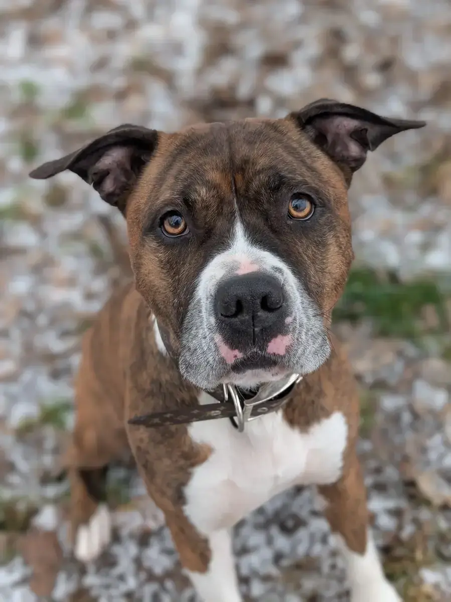 Pauli - American Staffordshire Terrier - Bild 3