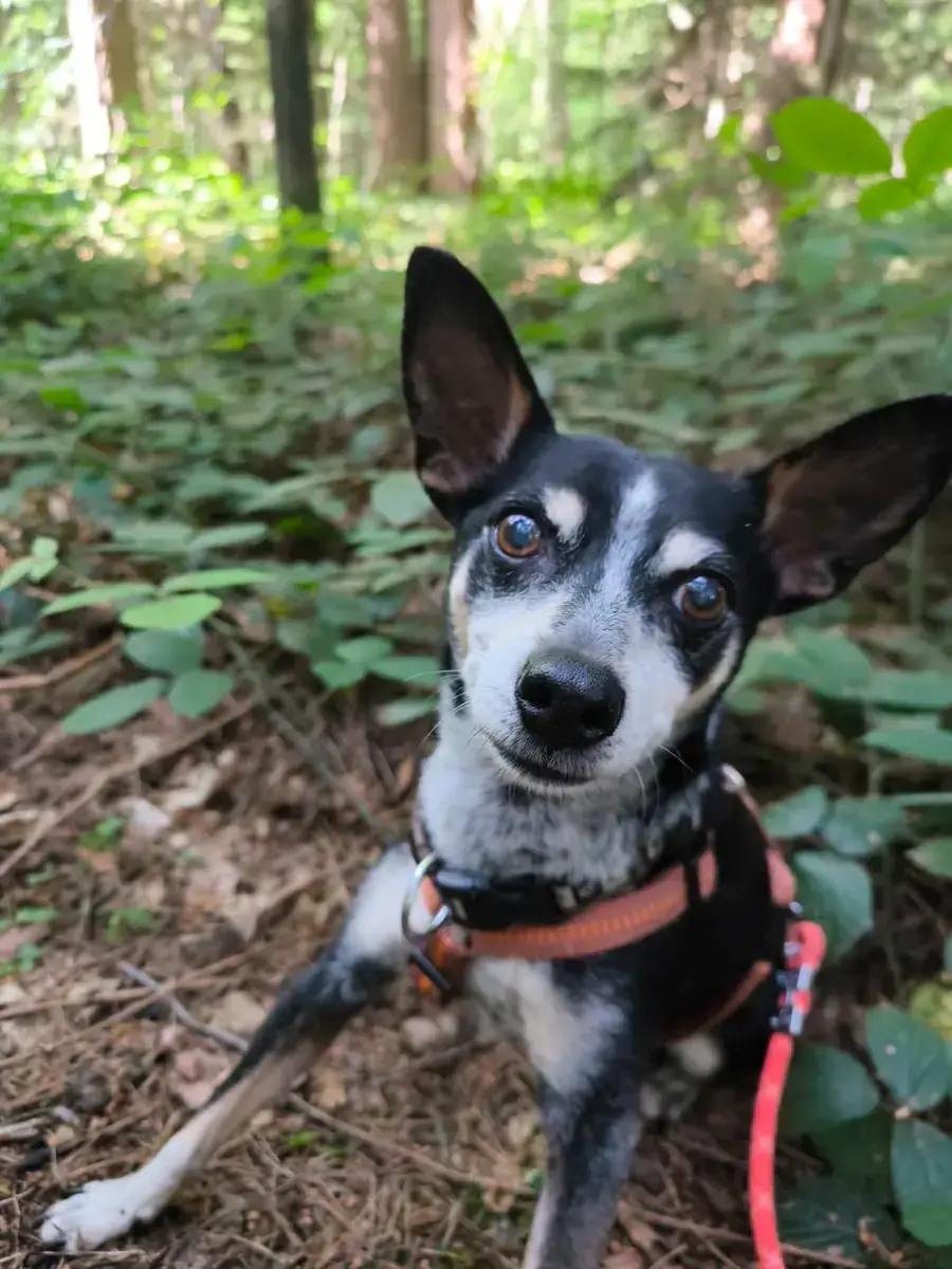 Bubi - Deutscher Pinscher, Beagle - Bild 4