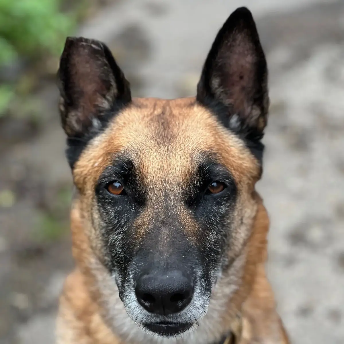 Spencer -  - Bild 1