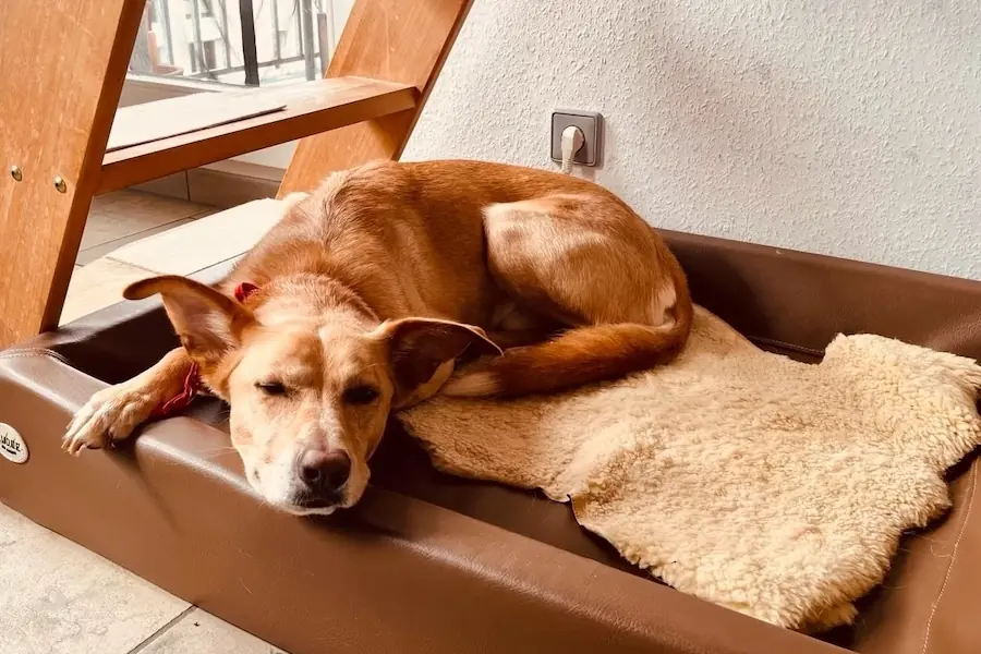 Bruno -  - Bild 4