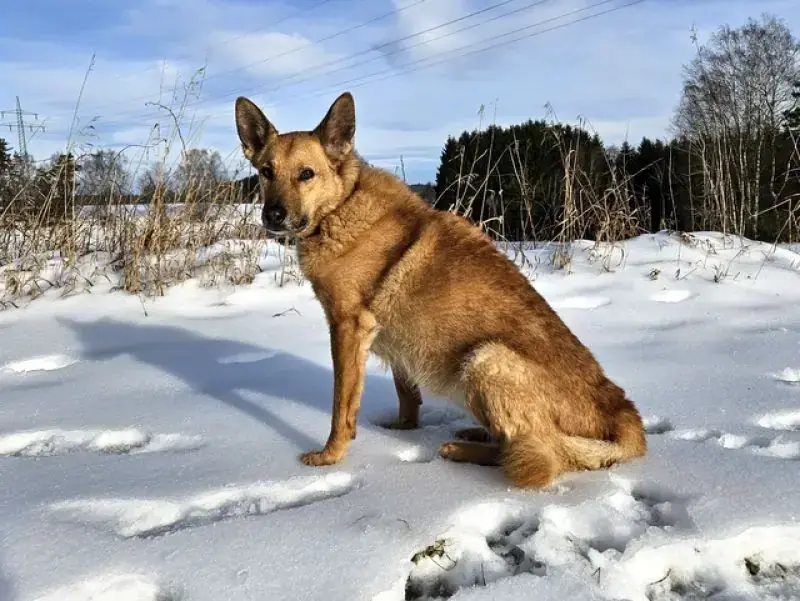 Zira -  - Bild 2