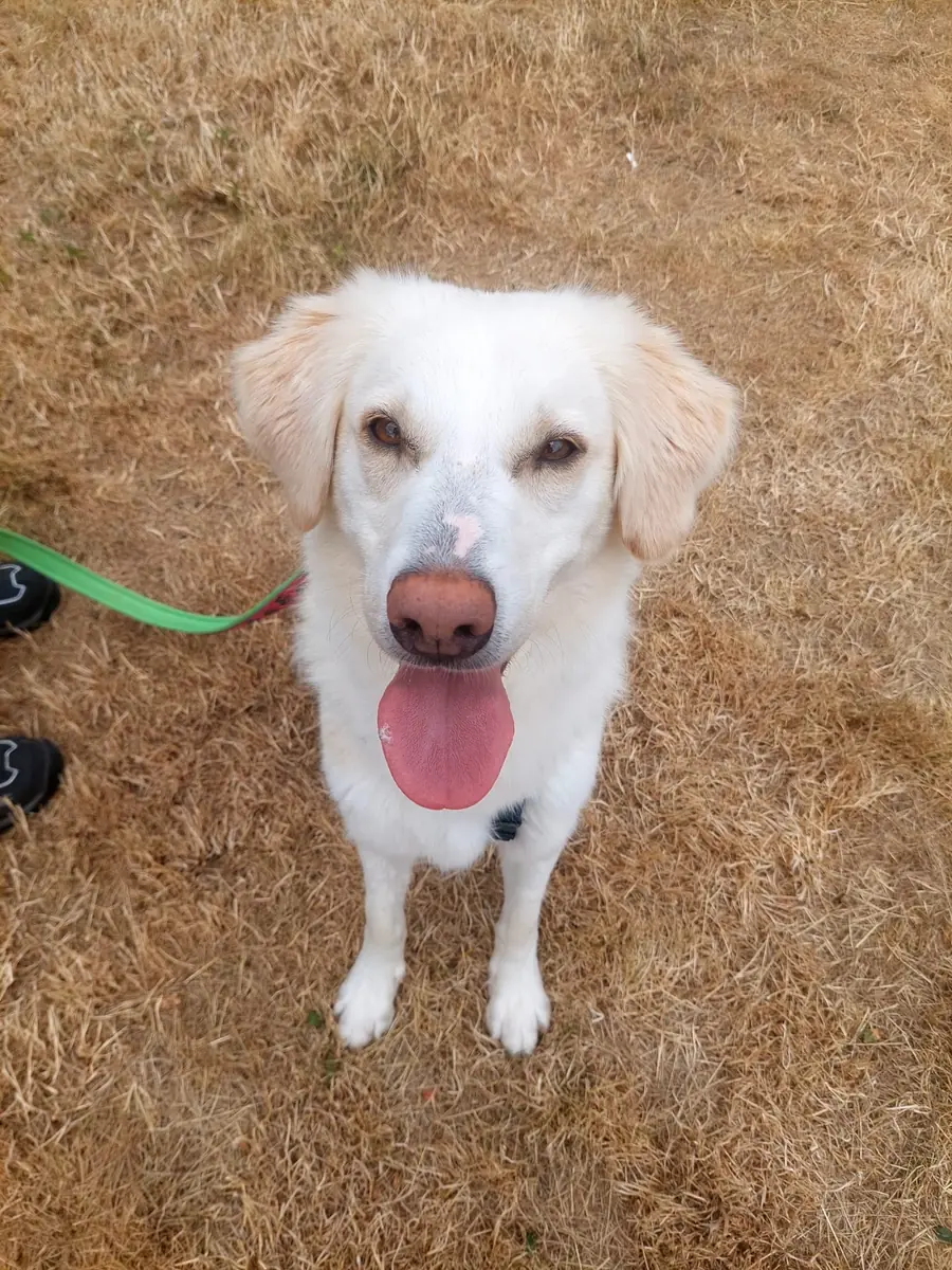 Baby - Golden Retriever - Bild 1