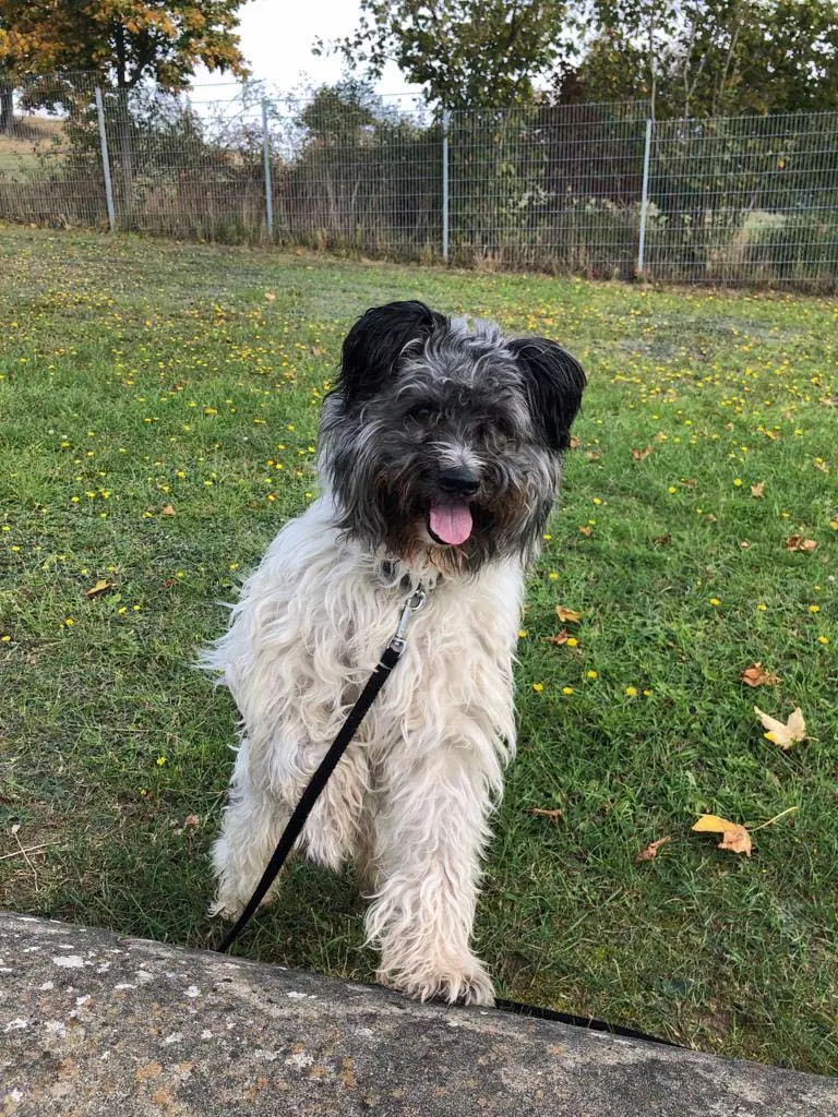 Paco -  - Bild 7