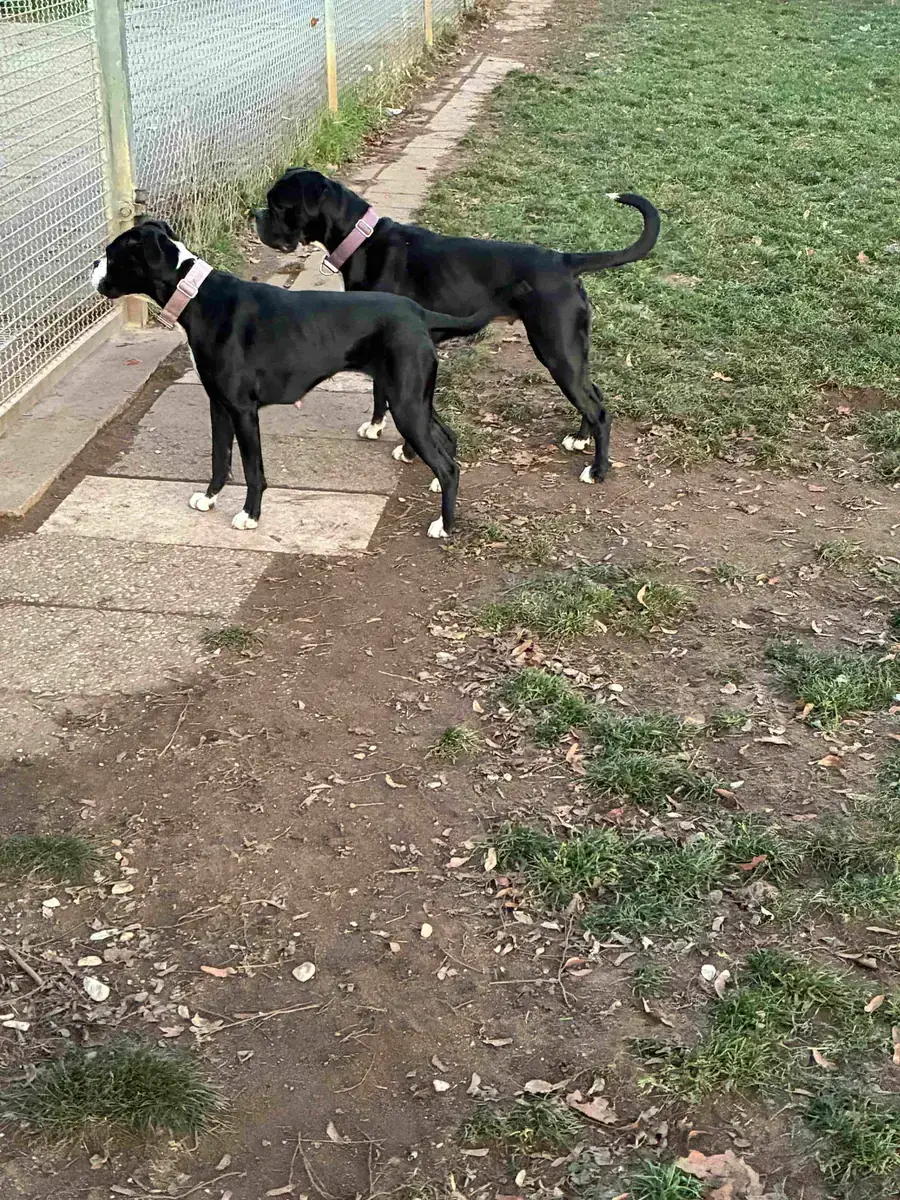 Pria - Deutscher Boxer - Bild 3