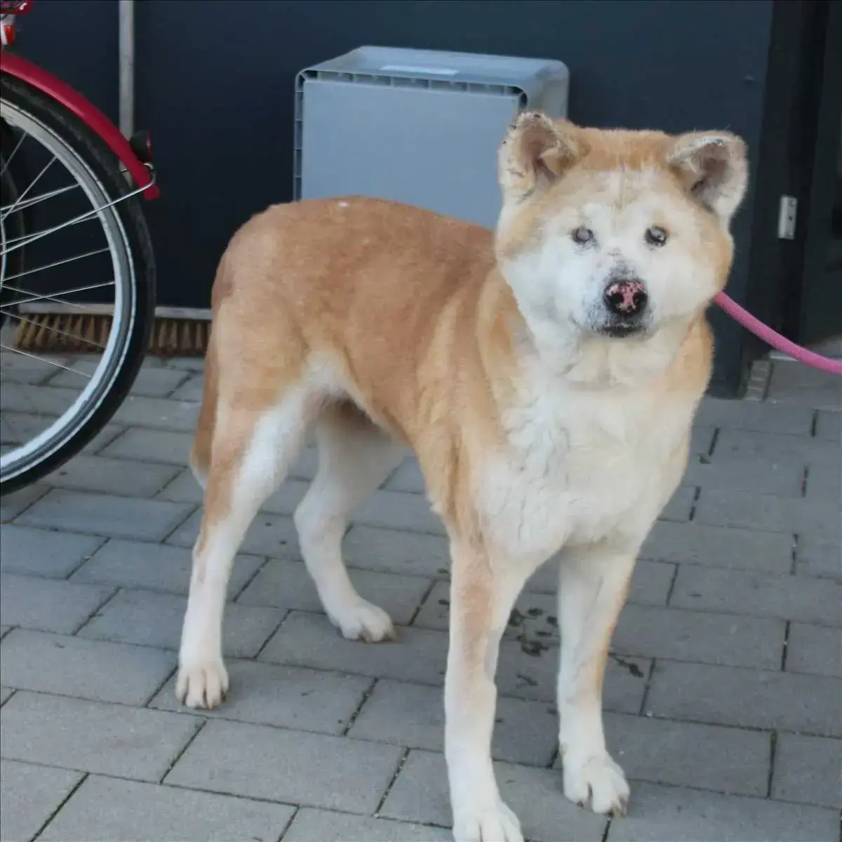 DIVA - Akita - Bild 1