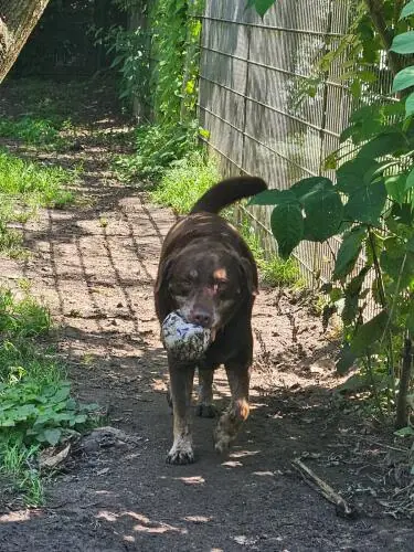 Ollek - Labrador Retriever - Bild 3