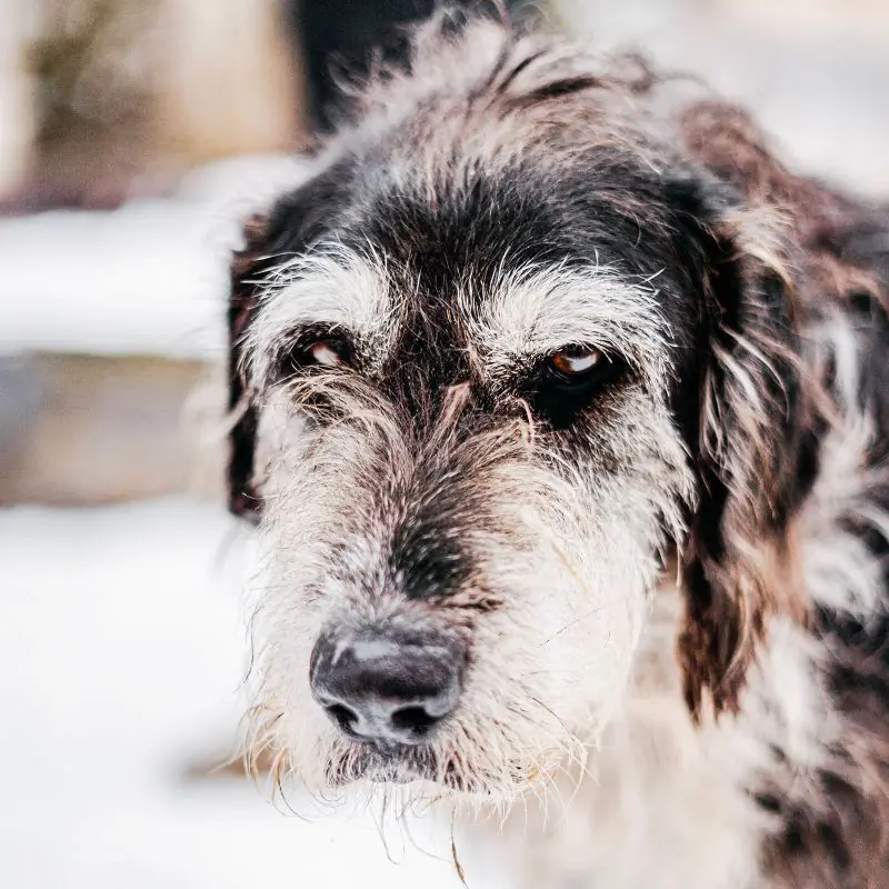 Toto -  - Bild 2