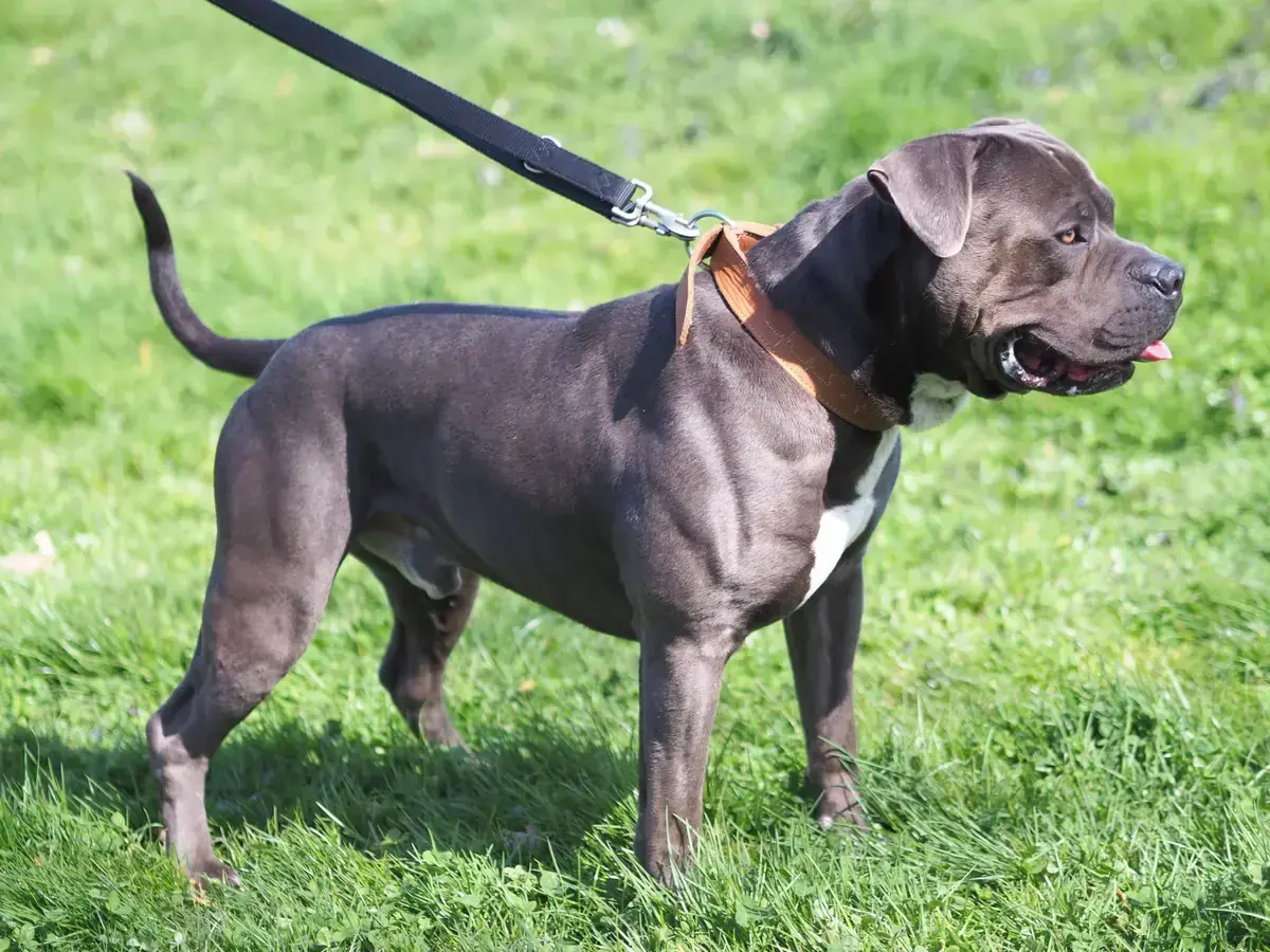 Tyson -  - Bild 1