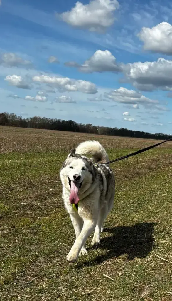Luke - Siberian Husky - Bild 2