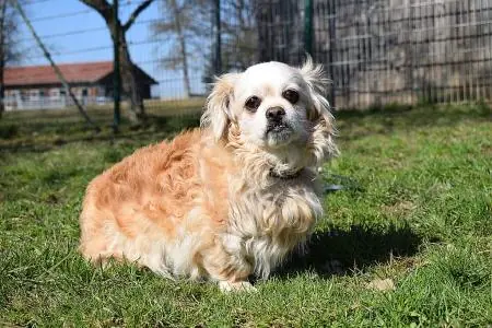 Penny und Wise - Pekingese - Bild 3