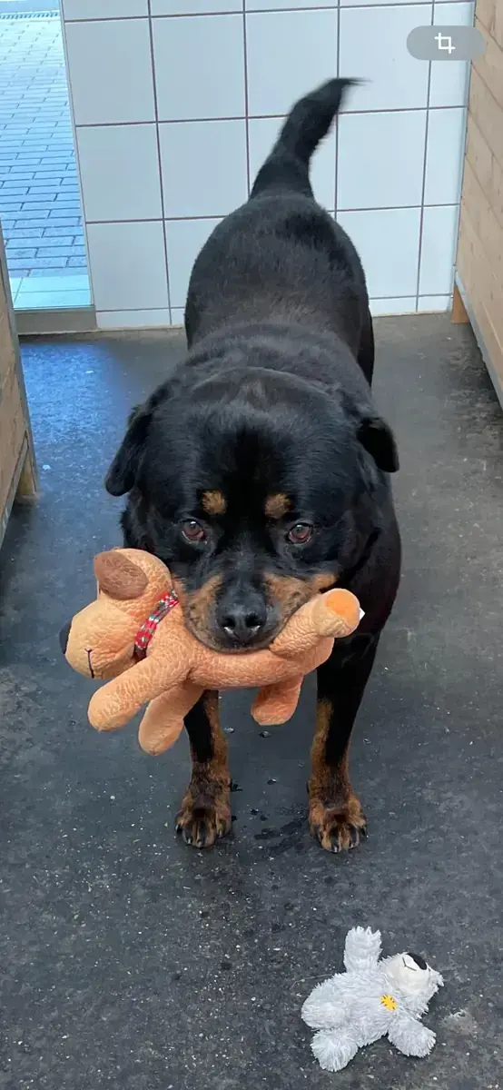 Nero - Rottweiler - Bild 7