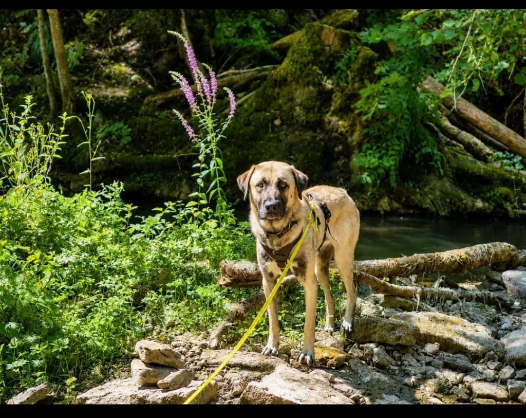 Otis - Kangal-Hirtenhund - Bild 1