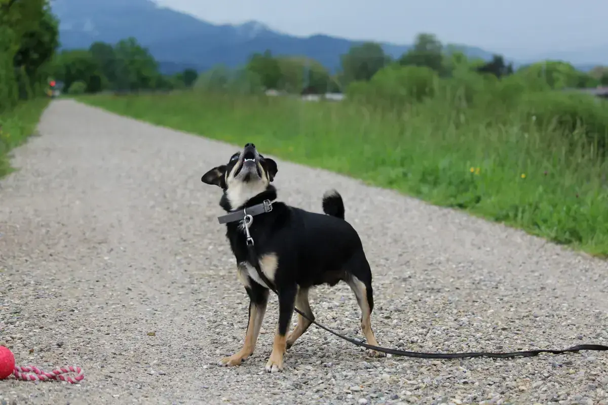 Koba -  - Bild 11