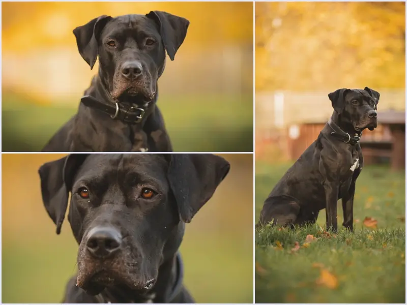 Nischa - Cane Corso Italiano - Bild 1