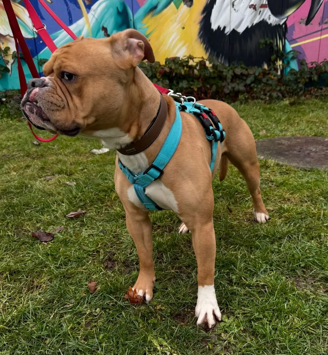 Capone - Englische Bulldogge - Bild 3