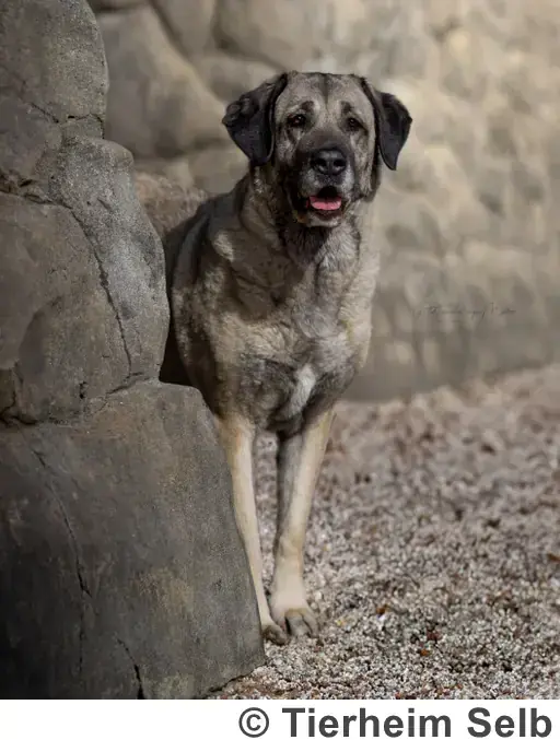 Naz - Kangal-Hirtenhund - Bild 2