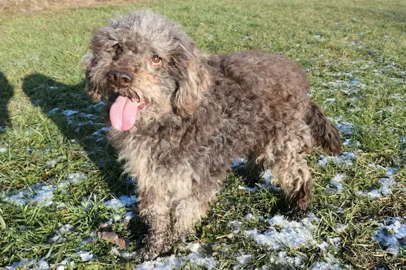 Henry – Lagotto Romagnolo – Bild 3