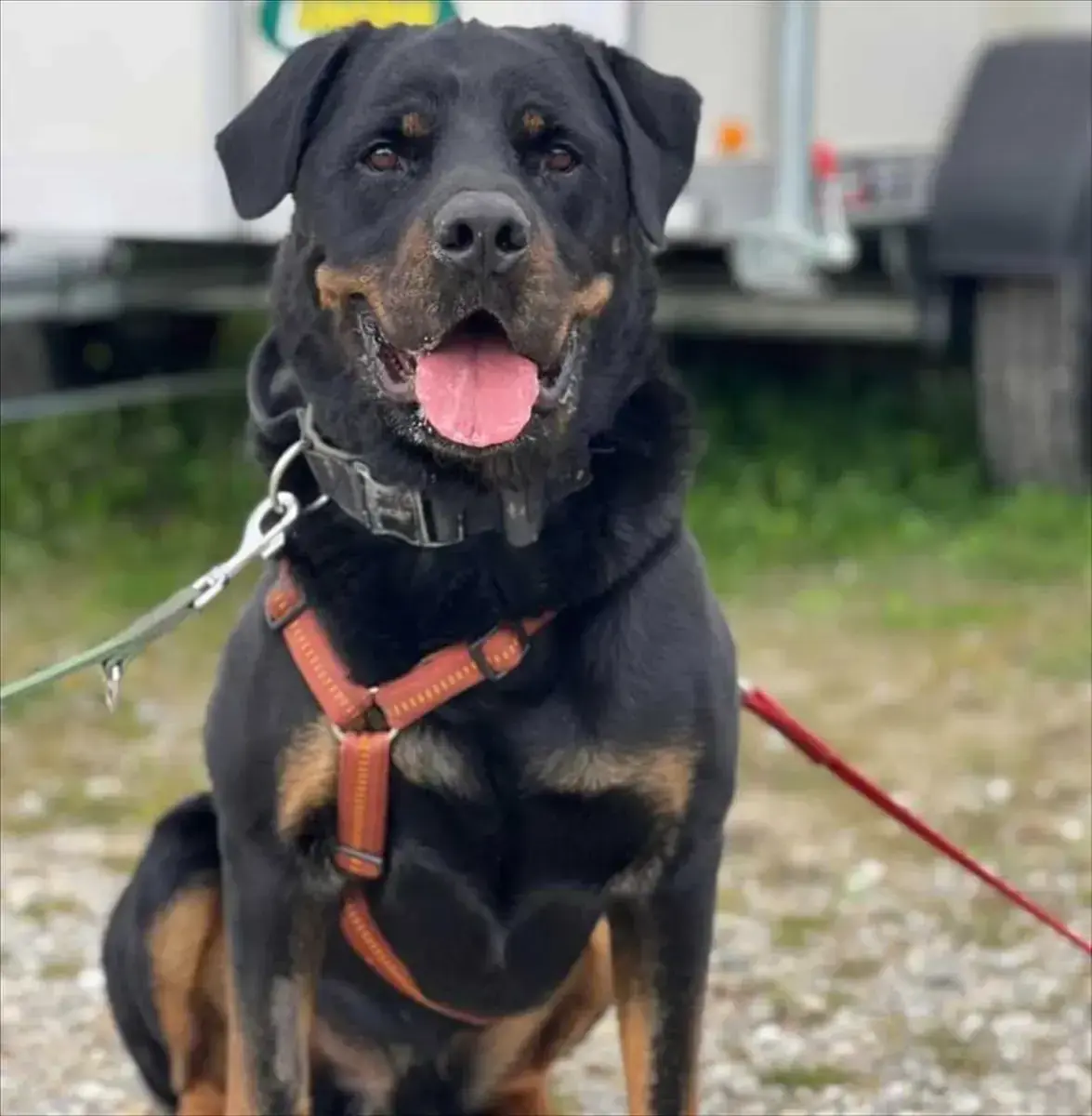 Tapsi/Patschi - Rottweiler - Bild 2