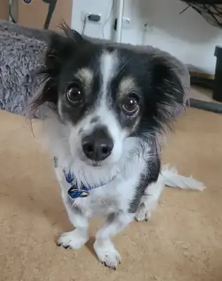 Jeremie – Chihuahua – Bild 3