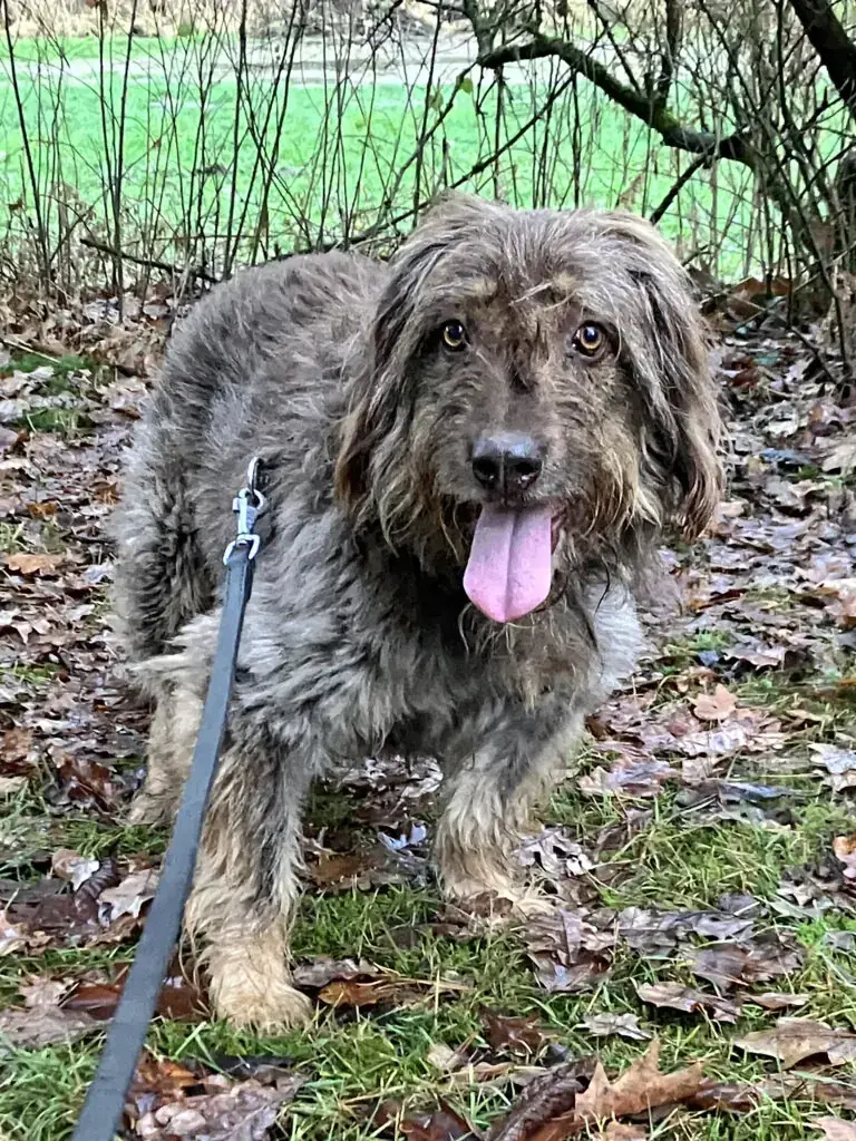 Mascha - Briard - Bild 6