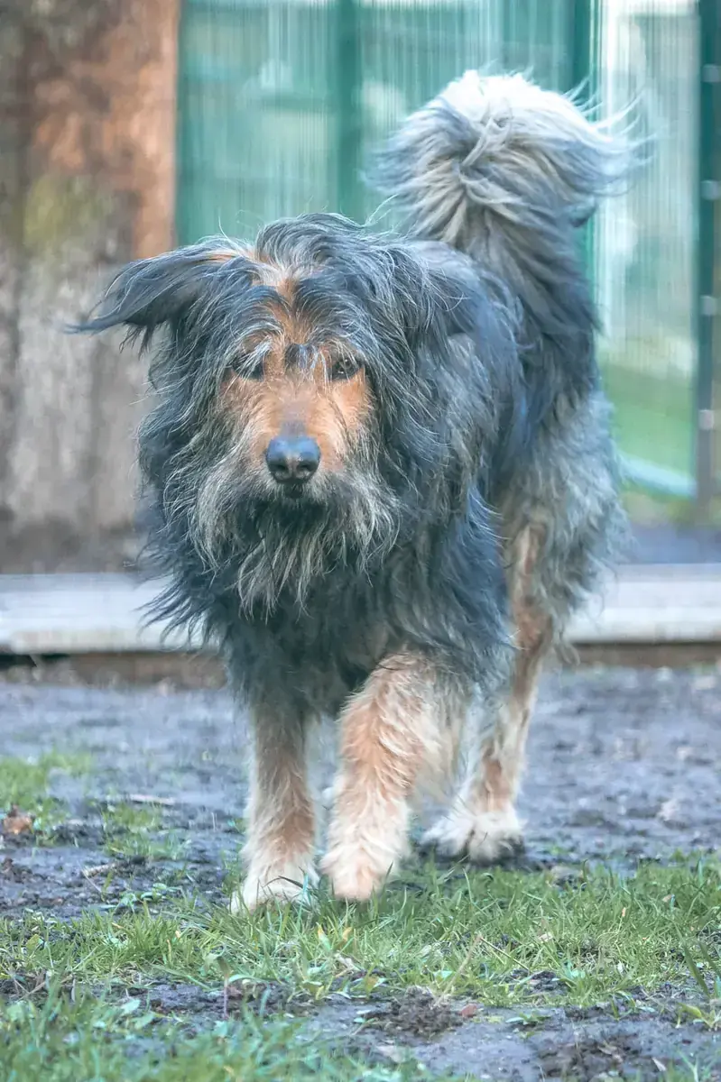 Mix Alfred
