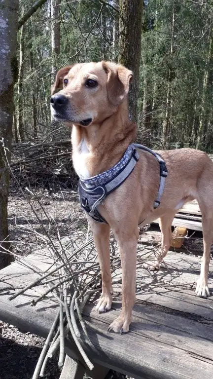 Lucky -  - Bild 1