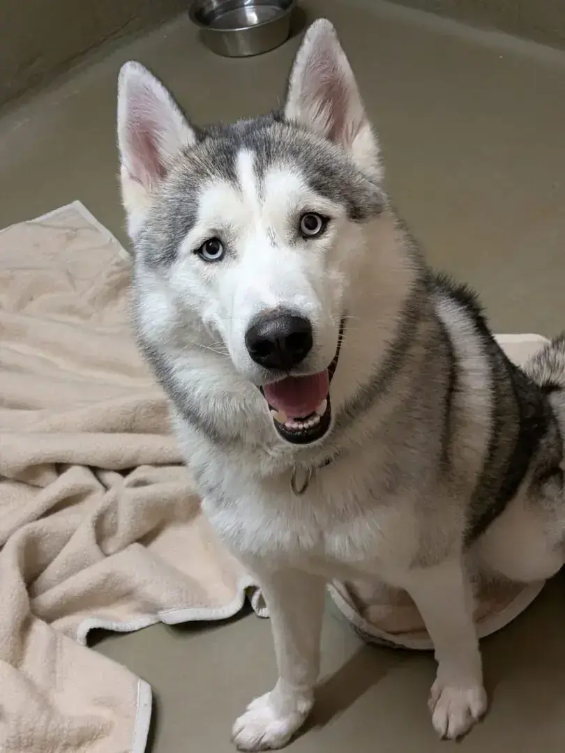 Lucky – Alaskan Malamute – Bild 2