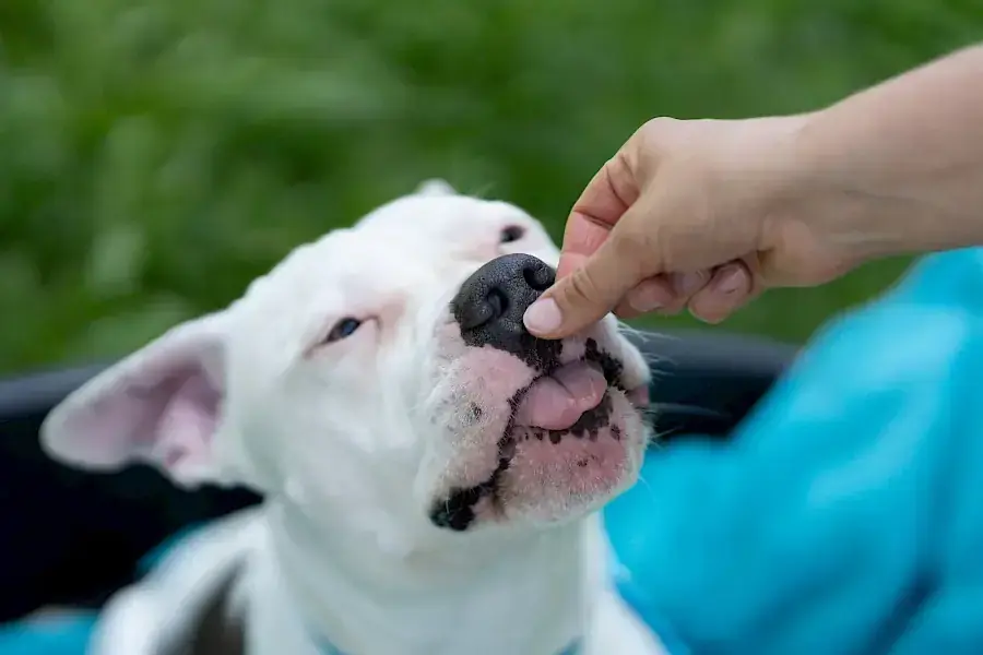 Apollo - American Staffordshire Terrier - Bild 15