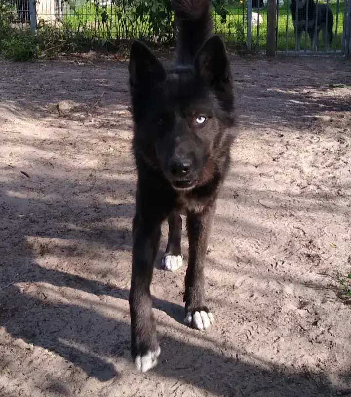 Duncan -  - Bild 2
