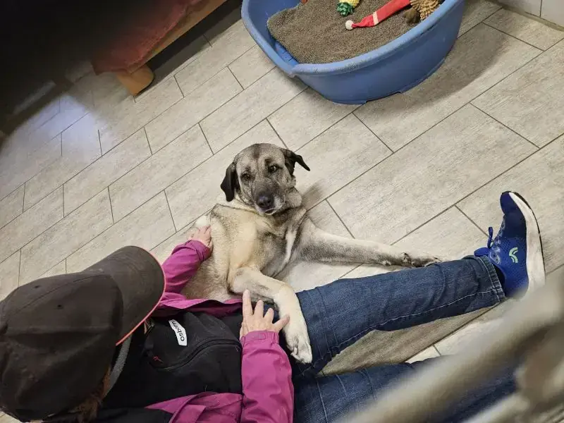Naz - Kangal-Hirtenhund - Bild 3