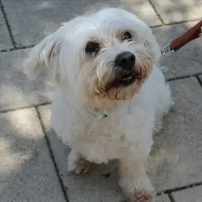 Fritzi – Malteser – Bild 2