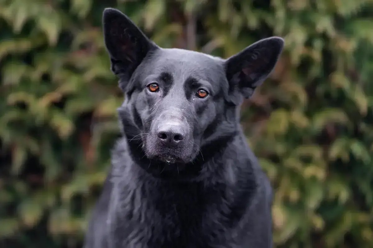 Nicol - Deutscher Schäferhund - Bild 1