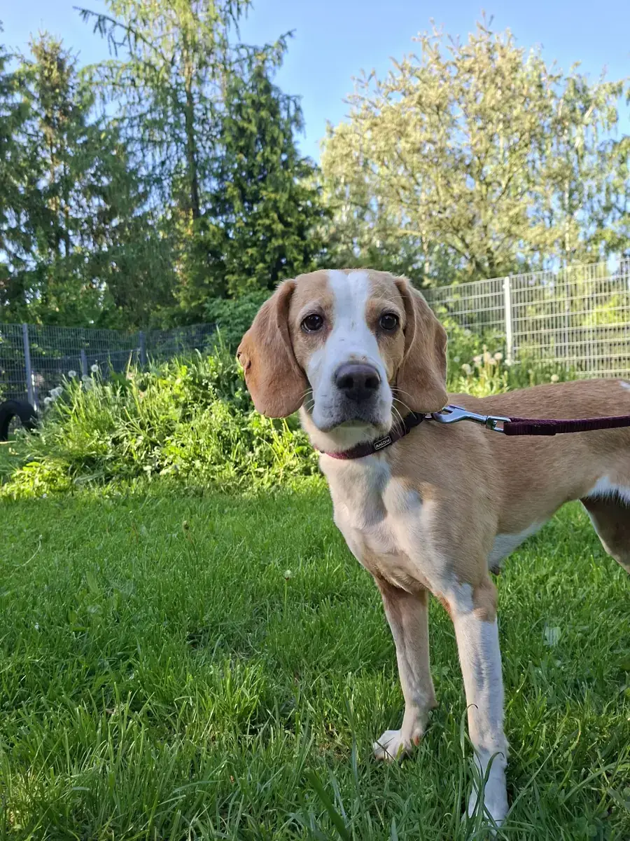 Liesel - Beagle - Bild 4